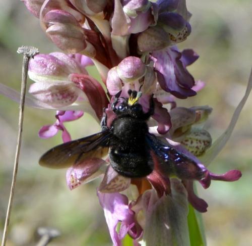 Réf. 224 925 : Xylocopa violacea